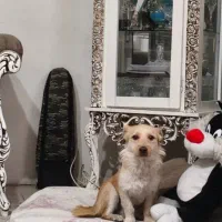 سگ اشپیتز میکس|سگ|قرچک, شهرک مهستان|دیوار