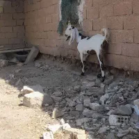 چهارعددبز