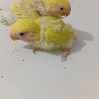 جوجه کوتوله سرلاکی