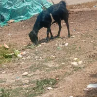 گوسفند چاق وسرحال فقط 30میلیون