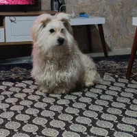 سگ شیتزو واگذاری