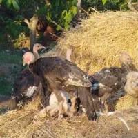 فروش ۳۰عدد بوقلمون ۵ماهه
