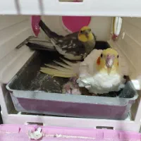 جفت عروس مولد با جوجه