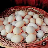 تخم مرغ محلی