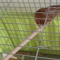 قناری نر مست مست بخونه بخون|پرنده|پردیس, فاز ۱۱|دیوار