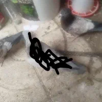 جفت کبوتر طاووسی|پرنده|مشهد, کشف|دیوار