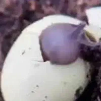 حلزون ـ همراه با ماده ی مقاوم سازی لاک