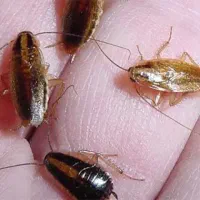 سمپاشی و موریانه زدایی|خدمات نظافت|شادگان, |دیوار