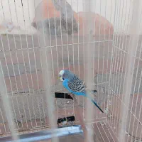 کوتوله برزیلی و مرغ عشق|پرنده|طرقبه, |دیوار