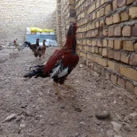 مرغ خروس
