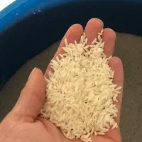 برنج طارم هاشمی 380