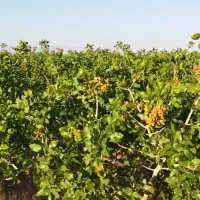 6ساعت آب و یک هکتار باغ پسته