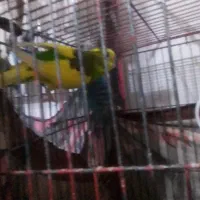 مرغ عشق|پرنده|پاکدشت, پاکدشت (مامازند)|دیوار