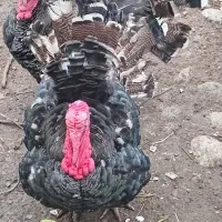 دوعدد بوقلمون  نر ومرغ تخم گزار محلی