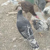 خروس و بوقلمون محلی جوان|حیوانات مزرعه|هشتگرد, ینگی امام|دیوار