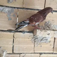 چنتا پرنده گرفتنی کله ای سرخ وسیاه هندی سبز|پرنده|بندر ماهشهر, |دیوار