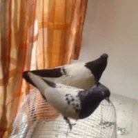 سینه سیاه پاک