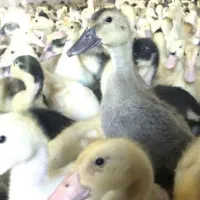 هزار عدد جوجه اردک پکنی