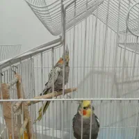 دو عدد عروس هلندی نر وماده اماده تخم گذاری باقفس|پرنده|دزفول, |دیوار