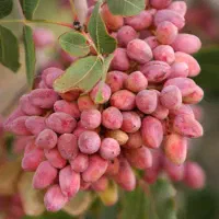 کارگر پسته چینی هر تعداد که بخواهید