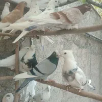 کفتر|پرنده|شهریار, رضی آباد بالا|دیوار