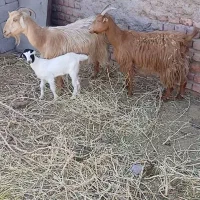 بز فروشی
