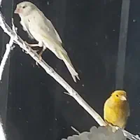 یک جفت قناری