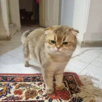 گربه نر اسکاتیش  سالم واکسن خورده انگل زدایی شده