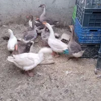 غاز|حیوانات مزرعه|عسگران, |دیوار
