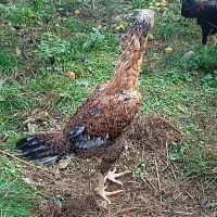 فروش جوجه مرغ لاری با اصالت|حیوانات مزرعه|خرمآباد (تنکابن), |دیوار