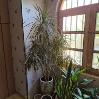 گیاه دراسنا