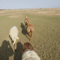 میش چینی با بره