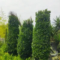 یاس هلندی غول پیکر|گل و گیاه طبیعی|کلاچای, |دیوار