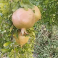 انار ممتاز  ارسال به همه جای شهر قم وشهرهای اطراف|خوردنی و آشامیدنی|کهک, |دیوار