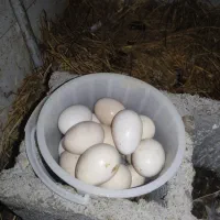 تخم نطفه دار سلطان