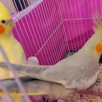 عروس هلندی لوتینو و آهویی ۲عدد|پرنده|ساری, |دیوار