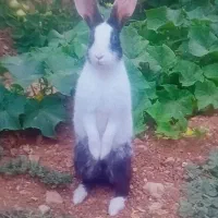 خرگوش‌خونگی