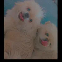 سگ پیکینیز|سگ|کرمان, |دیوار