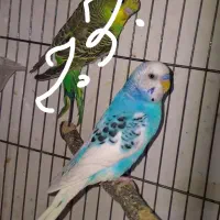 مرغ عشق جفت رنگ خاص لوتینو|پرنده|فردیس, فردیس|دیوار