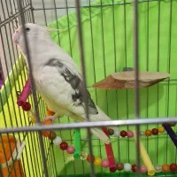 عروس هلندی سالم وسرحال|پرنده|اسلامشهر, شاطره|دیوار