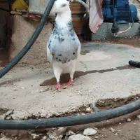جفت طوقی الماسی
