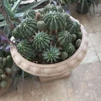 فروش کاکتوس و ساکولنت|گل و گیاه طبیعی|گرمدره, |دیوار