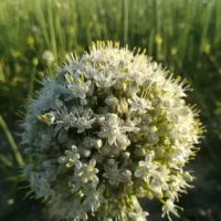 بذر پیاز زرد وقرمز فلات درجه یک با ضمانت کتبی