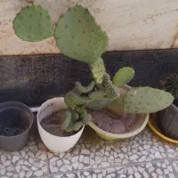 گل های خاردار|گل و گیاه طبیعی|شیراز, احمدآباد|دیوار