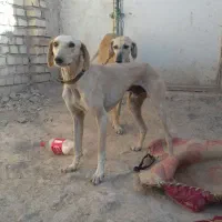 واگذاری سگ خراسانی نگهبان و گلگی|سگ|مشهد, احمدآباد|دیوار