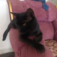 واگذاری بچه گربه