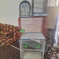 قفس مینا وقناری وسهره