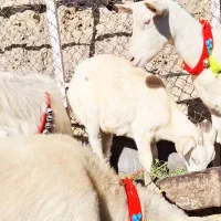 بزن سانن فرانسوی