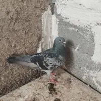 ماده آلمانی دسپر کوتاه