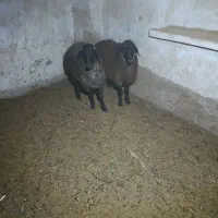 ۲ راس بره نر